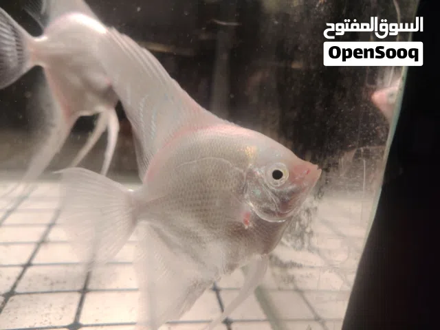 عمر هوي سمك