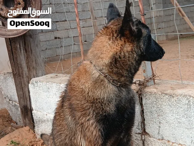 انتي مالينوربي يبارك حاجه نضيفه لاب ولام موجودات انتي تكسيب قريب تقرزن مزال شهر اعلي تقرزين1400وساهل