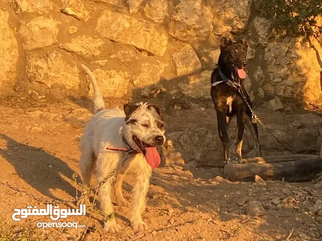 بندوق بيتبول للبيع شرس عالحيوانات