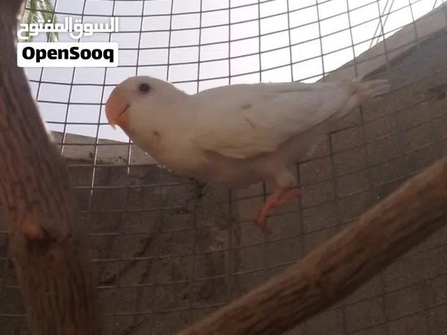 عصفور روز ابيض