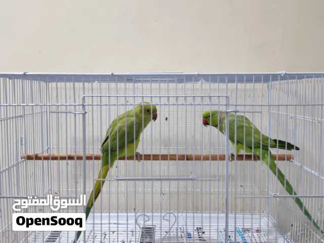 green Nepali parrots male and female about 1yer old  with cage 40KD
