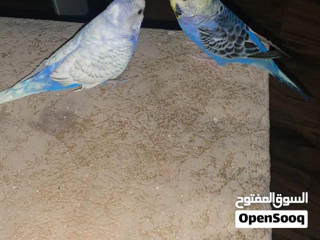 للبيع أو للبدل بادجي