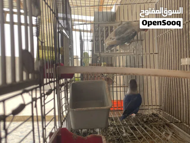 كوبيه فيشر تحتها دحي