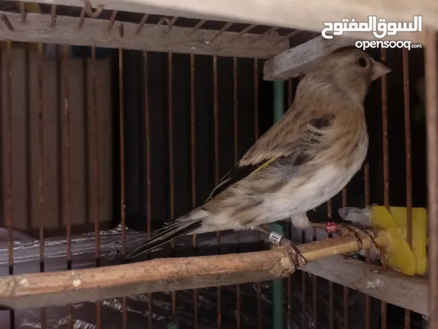بندوق حسون