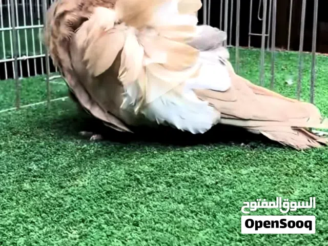 سلام عليكم مطلوب فحل كشكي بسعر مناسب
