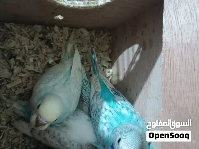 طيور حب للبيع