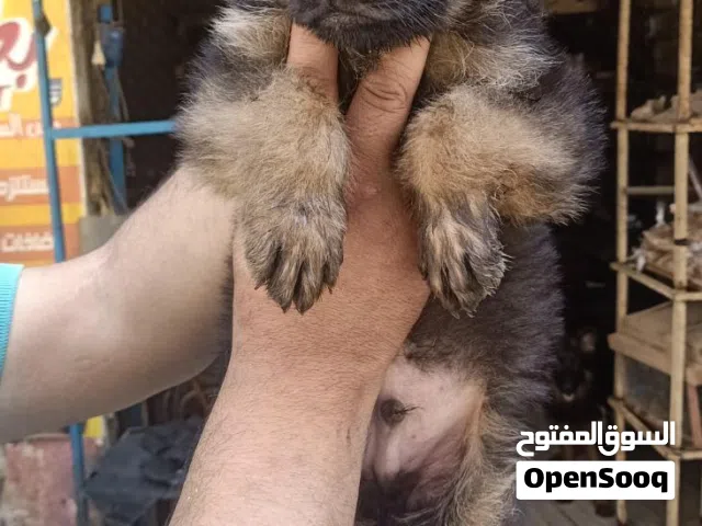 جرو جيرمن مستواه عالي عمر 50يوم متطعم