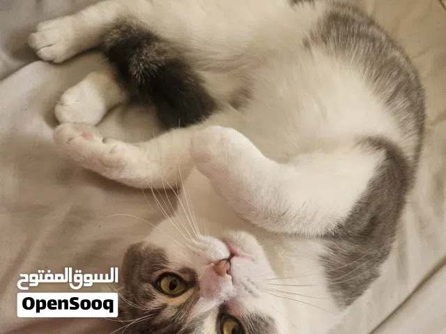 فحل جاهز للتزواج