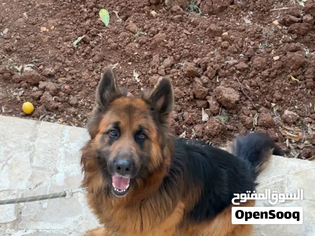 جيرمان شيبرد