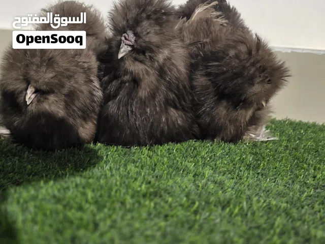 دجاج سلكي حريري  - كميات محدودة جدا