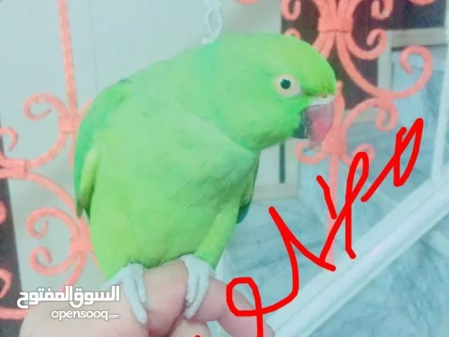 أقره الوصف