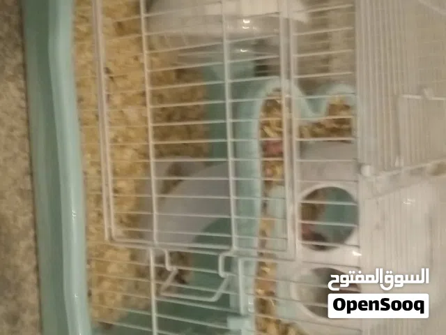 هامستر جميع أغراضه