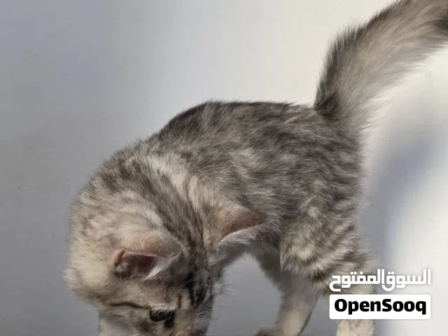 قط للبيع نوع شيرازي .
