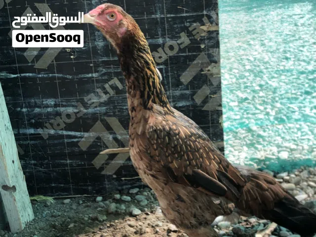 ديايه للبدل ب ارانب