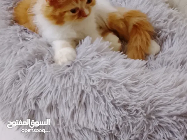 triple fur coat kittens