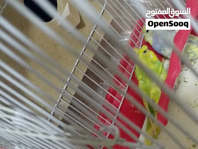 حبتين هوجو رومو للبيع ب20دينار