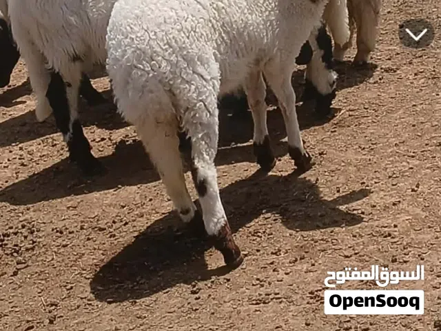 فطايم عمر 7 شهور 1200