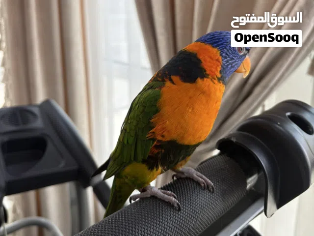 بغبغاء لوري/lori