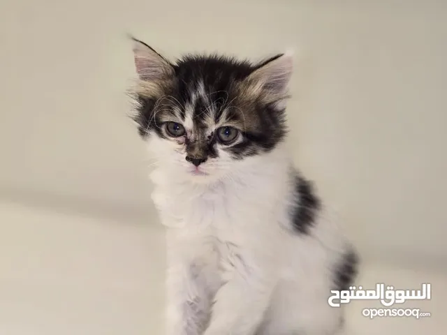Very cute and healthy kitten for free adoption