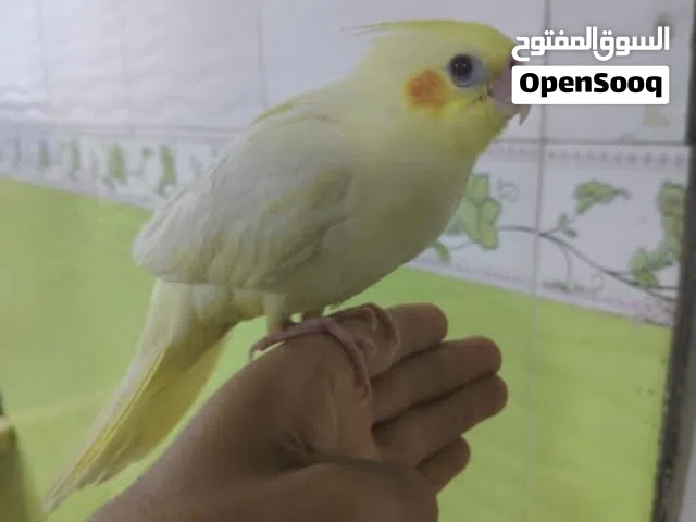ببغاء كوكتيل زوج النثيه نص الافه والفحل وحشي النثيه ايزابيل والفحل لاتيني وياهن فريخ بدون قفص