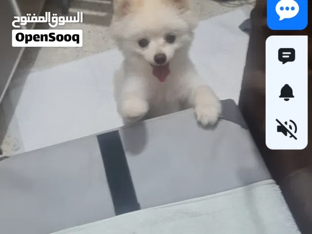 كلب بريميان عشر شهور من الحيوانات الاليفه محب للأطفال اللون ابيض يحب اللعب والمشي  سبب البيع لا است