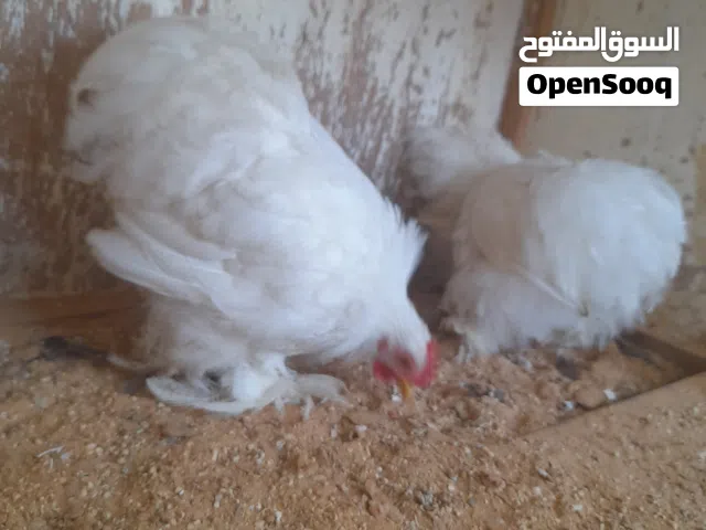 السلام عليكم الله يبارك متوفر إنتاج دجاج أسترالي أبيض ثلجي ثلاثه دجاجات وفروج للبيع العمر شهرين ونص