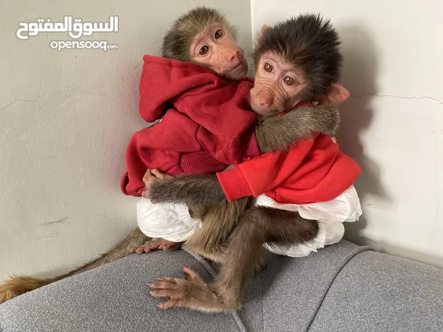 قرد صغيره اليفه لعوبه