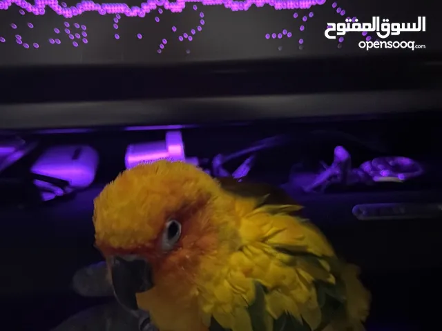 Cute Sun conure there is exchange for another parrot