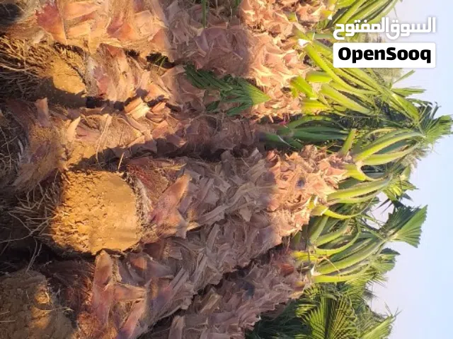مقاول شبوك ونخيل وجميع انواع الأشجار نخدم جميع أنحاء المملكة