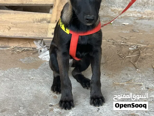 جروي مالينوه