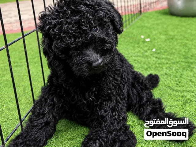 توي بودل بيور ذكور للبيع