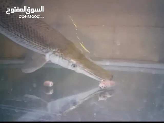 alligator gar