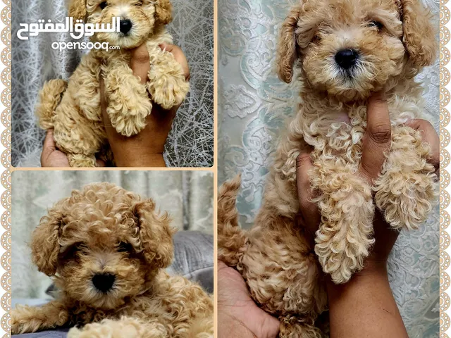 56 Days, Toy Poodle Female Home Born Pure Puppies