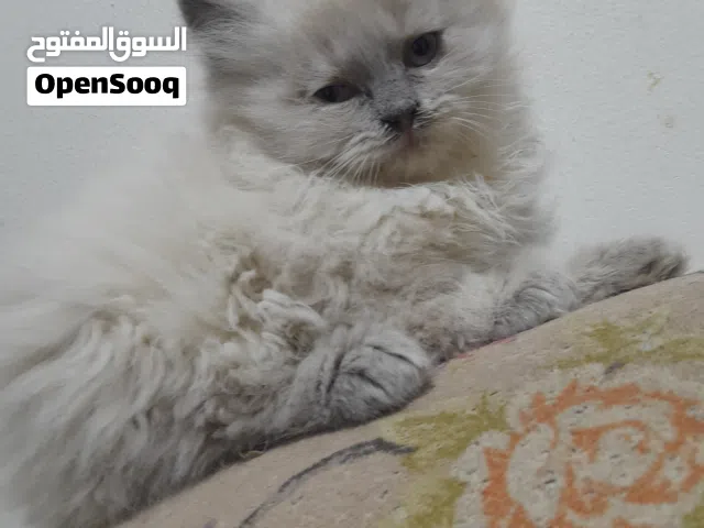 قطط صغيرة وكبيرة للبيع