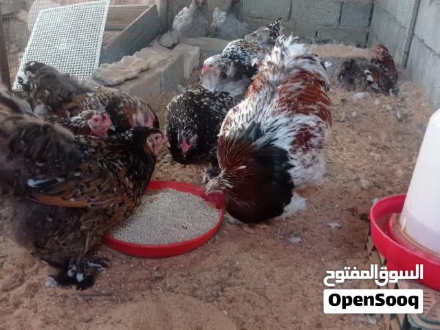 كوبية براهما زهري بورسلان حاجة ربي يبارك