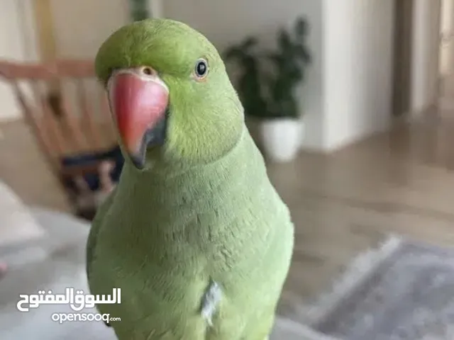 بغبغاء دره هندي مدرب و متكلم