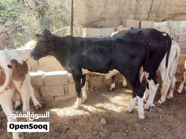 سلام عليكم. عجوله نذاري