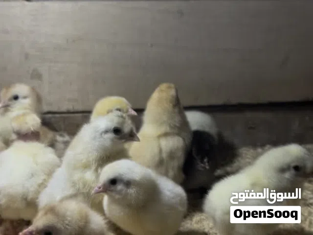 كتاكيت عرب مال حلال بيت للبيع تابع الوصف