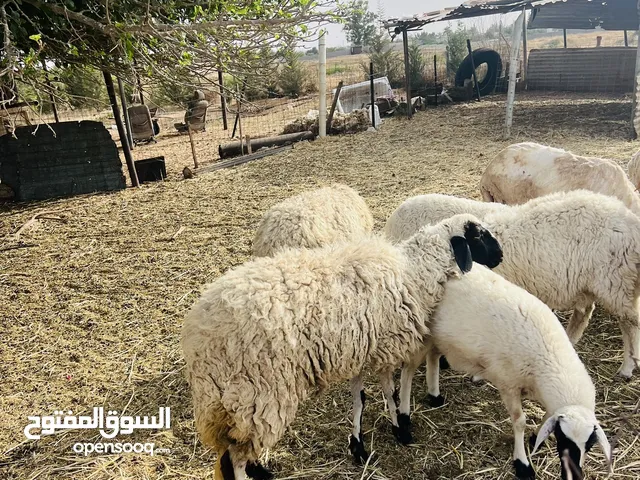 نعجة تبارك الرحمن تحتها فطيمة النعجة ثنية كيف مبدلة اوللها ميلاد