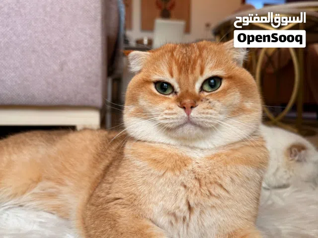 قط سكوتش فولد ny12 للتزاوج  NY12 male available for mating Pedigree  Price: 1000 AED DM for deta