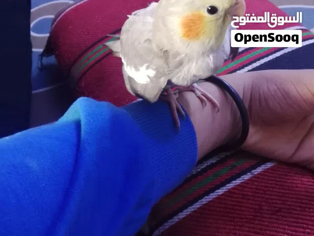 متاح كوكتيل اليف حلو  وبلبل عراقي بصراوي شرط التغريد طك جنح