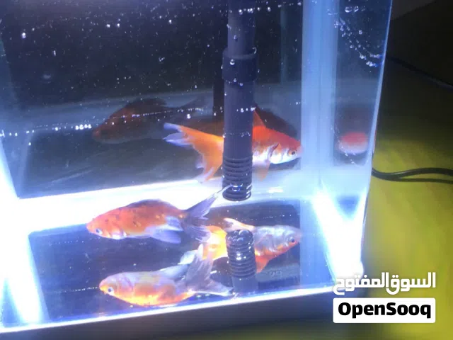 حوض سمك لتبديل او لي البيع المكان صلاح الدين