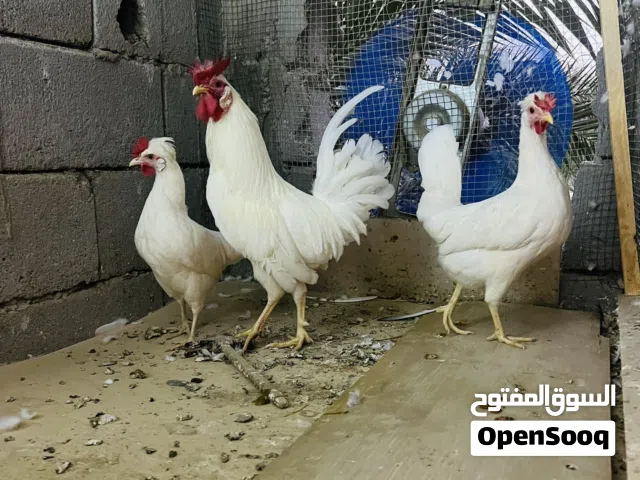 دجاج افرك كويتي