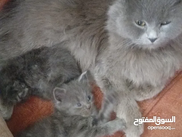 قطط شرازي ......