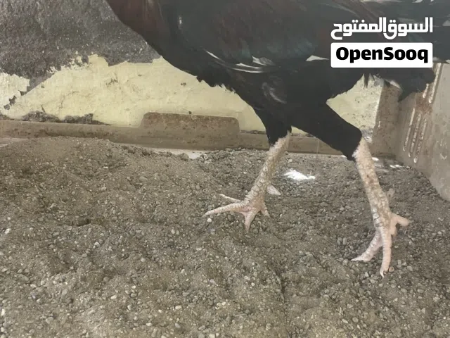 ديك باكستاني نسل عالمي
