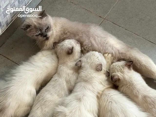 Scotch fold cats
