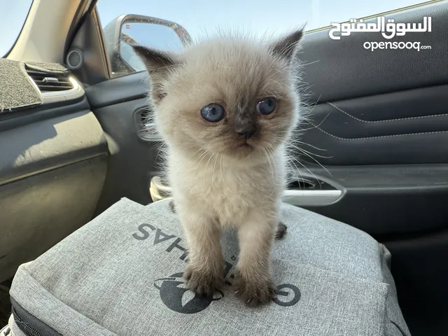 كتن همالايا