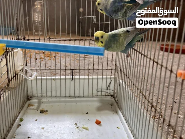 كوبيا رينبو  اقره وصف