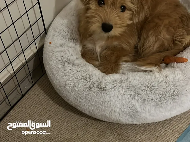 مالتيبو للبيع