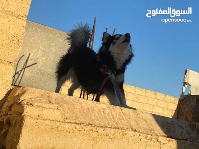 انثى هاسكي منتجة